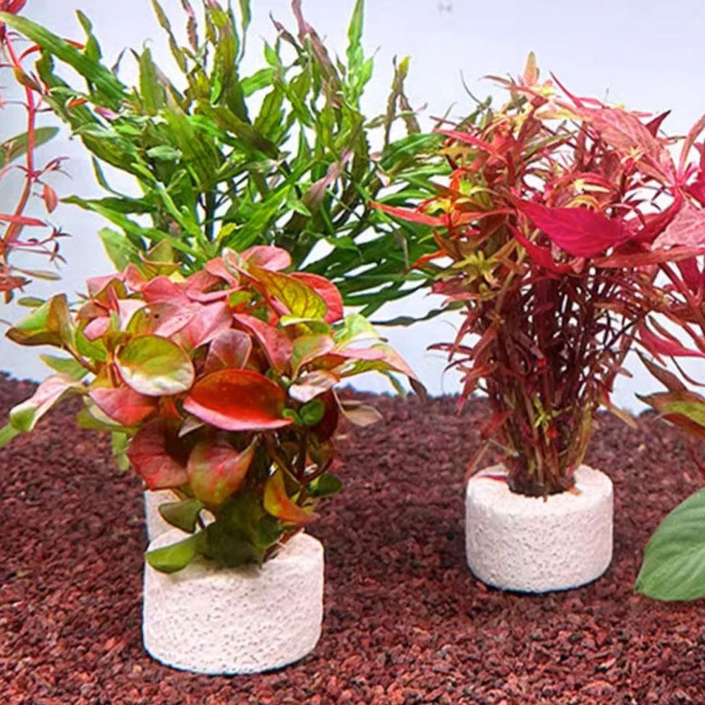 Planted Aquarium Pictures - 10 stuks gewogen ring aquatische plantenbevestigingsring
