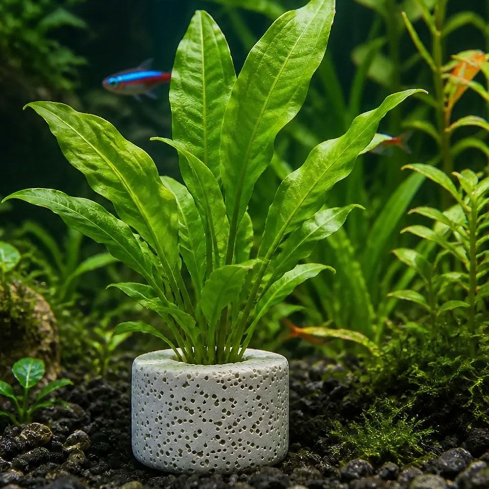 Planted Aquarium Pictures - 10 stuks verzwaarde ringen voor het