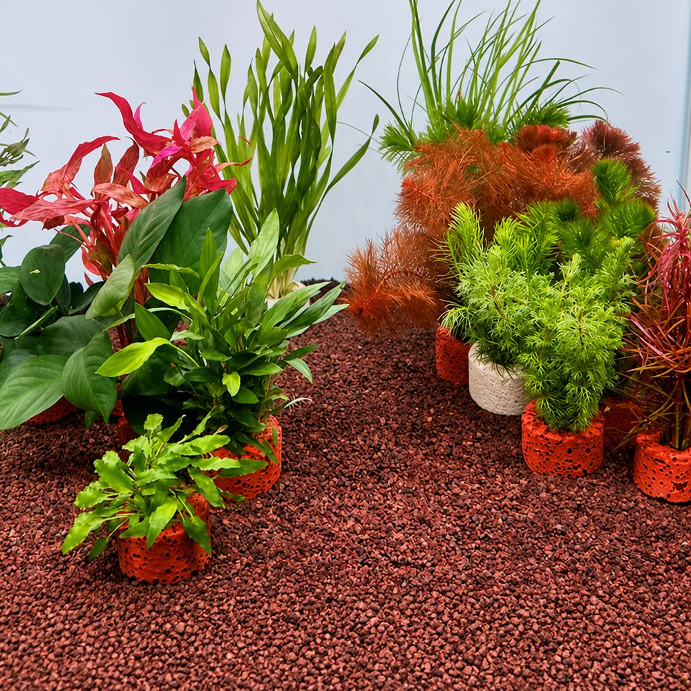 Planted Aquarium Pictures - 10 stuks gewogen ring aquatische plantenbevestigingsring