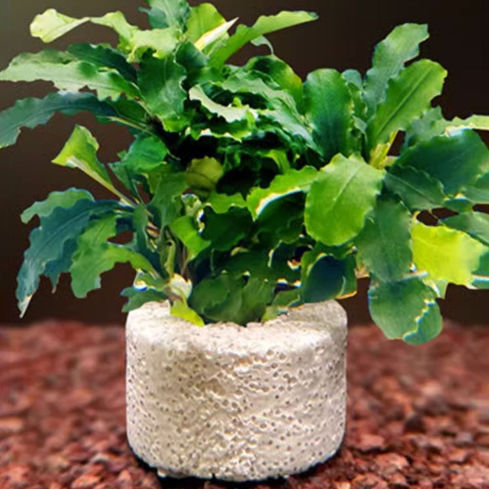 10 stuks gewogen ring aquatisc - Planted Aquarium Pictures recensie en prijs