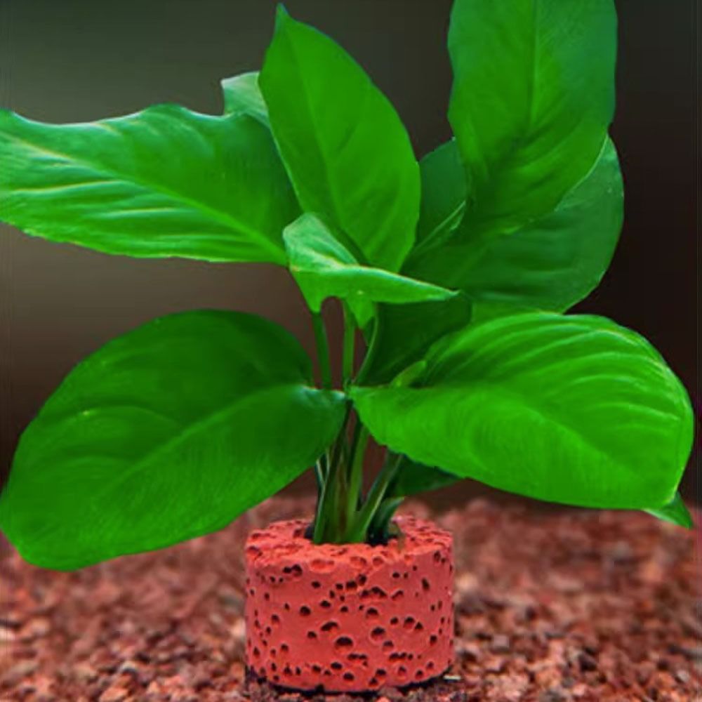 10 stuks verzwaarde ringen voo - Planted Aquarium Pictures recensie en prijs