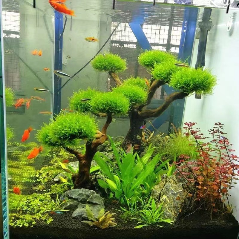 Aquarium groenheid houten fram - Aquarium Planted Wood recensie en prijs