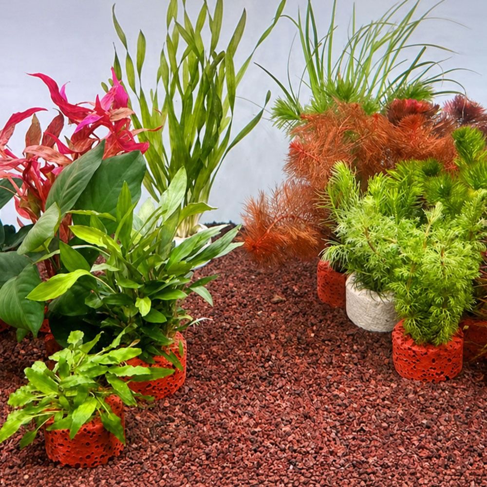 10 stuks gewogen ring aquatisc - Planted Aquarium Pictures recensie en prijs